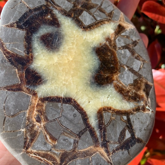 Polished Septarian Dragon Egg Slab - Picture 4 of 6